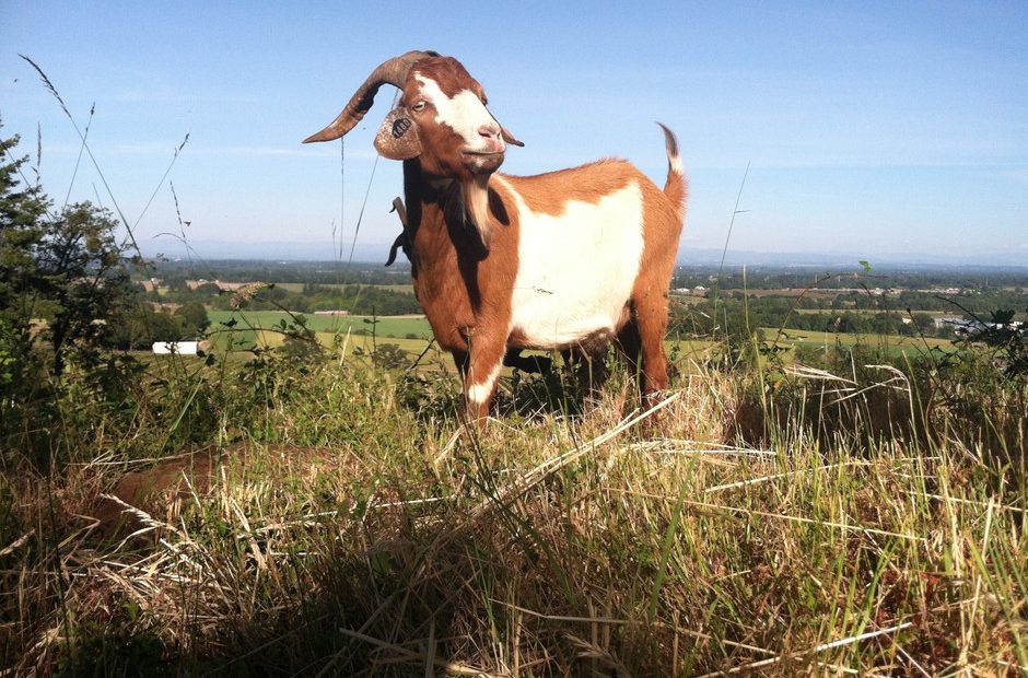 File photo. Briana Murphy's goats can clear 150 pounds of foliage a day. CREDIT: Jule Gilfillan/OPB