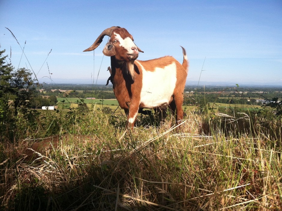 File photo. Briana Murphy's goats can clear 150 pounds of foliage a day. CREDIT: Jule Gilfillan/OPB