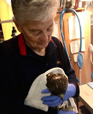 Lynn Tompkins of Blue Mountain Wildlife holds a hawk likely injured by a powerline.