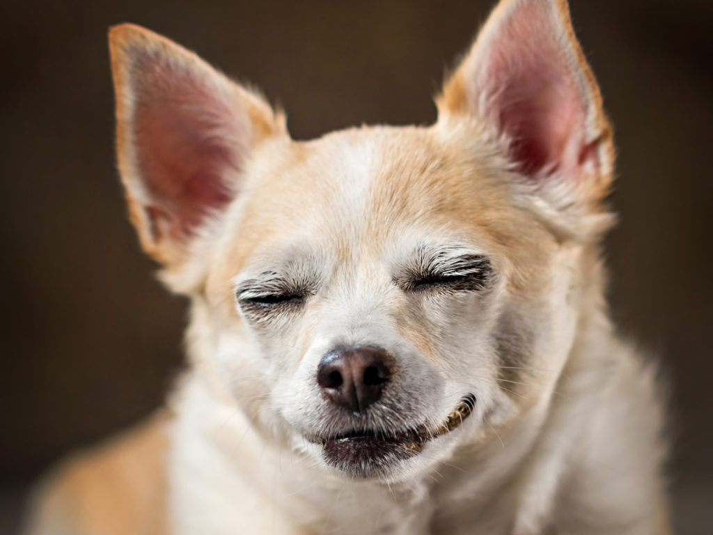 a stoned-looking dog