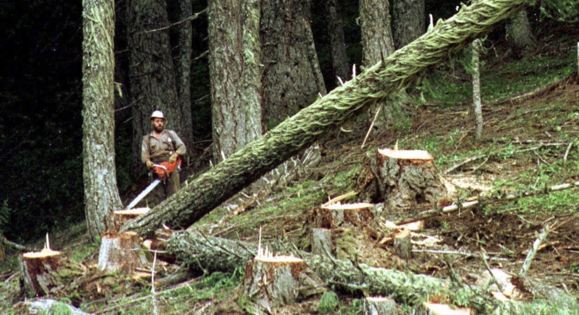 A logger cuts a large fir tree in the Umpqua National Forest near Oakridge, Ore. Federal land managers are proposing a sweeping rule change that could expand commercial logging on Forest Service land. Don Ryan/AP