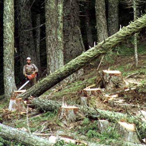 A logger cuts a large fir tree in the Umpqua National Forest near Oakridge, Ore. Federal land managers are proposing a sweeping rule change that could expand commercial logging on Forest Service land. Don Ryan/AP