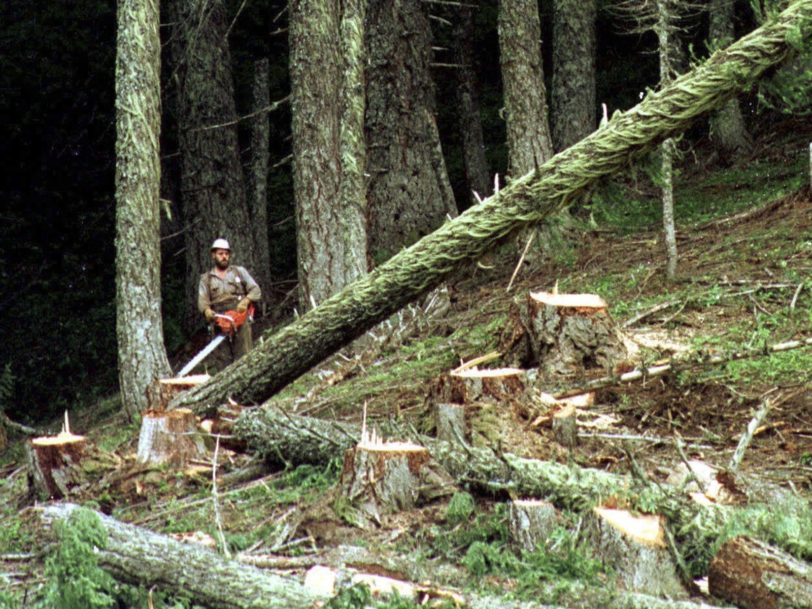 A logger cuts a large fir tree in the Umpqua National Forest near Oakridge, Ore. Federal land managers are proposing a sweeping rule change that could expand commercial logging on Forest Service land. Don Ryan/AP
