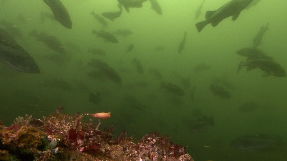 The populations of several Pacific groundfish species that were labeled 