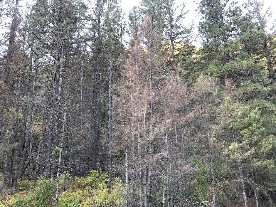 When too many tussock moth caterpillars hatch, they can kill Douglas and grand fir trees by eating too many of the needles. This defoliation is near Washington’s Blewett Pass. CREDIT: Connie Mehmel