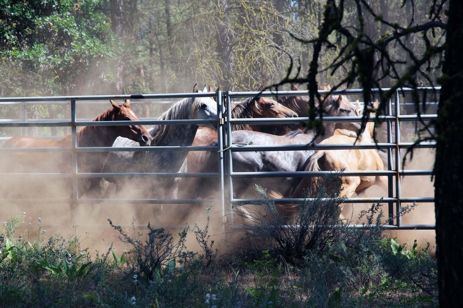 A band of free-roaming horses moments after they’ve been corralled by cowboys on the Warm Springs Reservation, June 22, 2019. CREDIT: EMILY CURETON/OPB