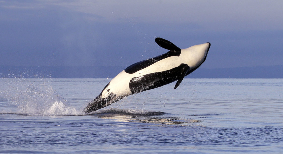 An endangered female orca leaps from the water while breaching in Puget Sound west of Seattle. The orca is from one of three groups of southern resident killer whales that frequent the inland waters of Washington. CREDIT: ELAINE THOMPSON/AP
