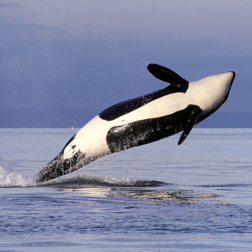 An endangered female orca leaps from the water while breaching in Puget Sound west of Seattle. The orca is from one of three groups of southern resident killer whales that frequent the inland waters of Washington. CREDIT: ELAINE THOMPSON/AP