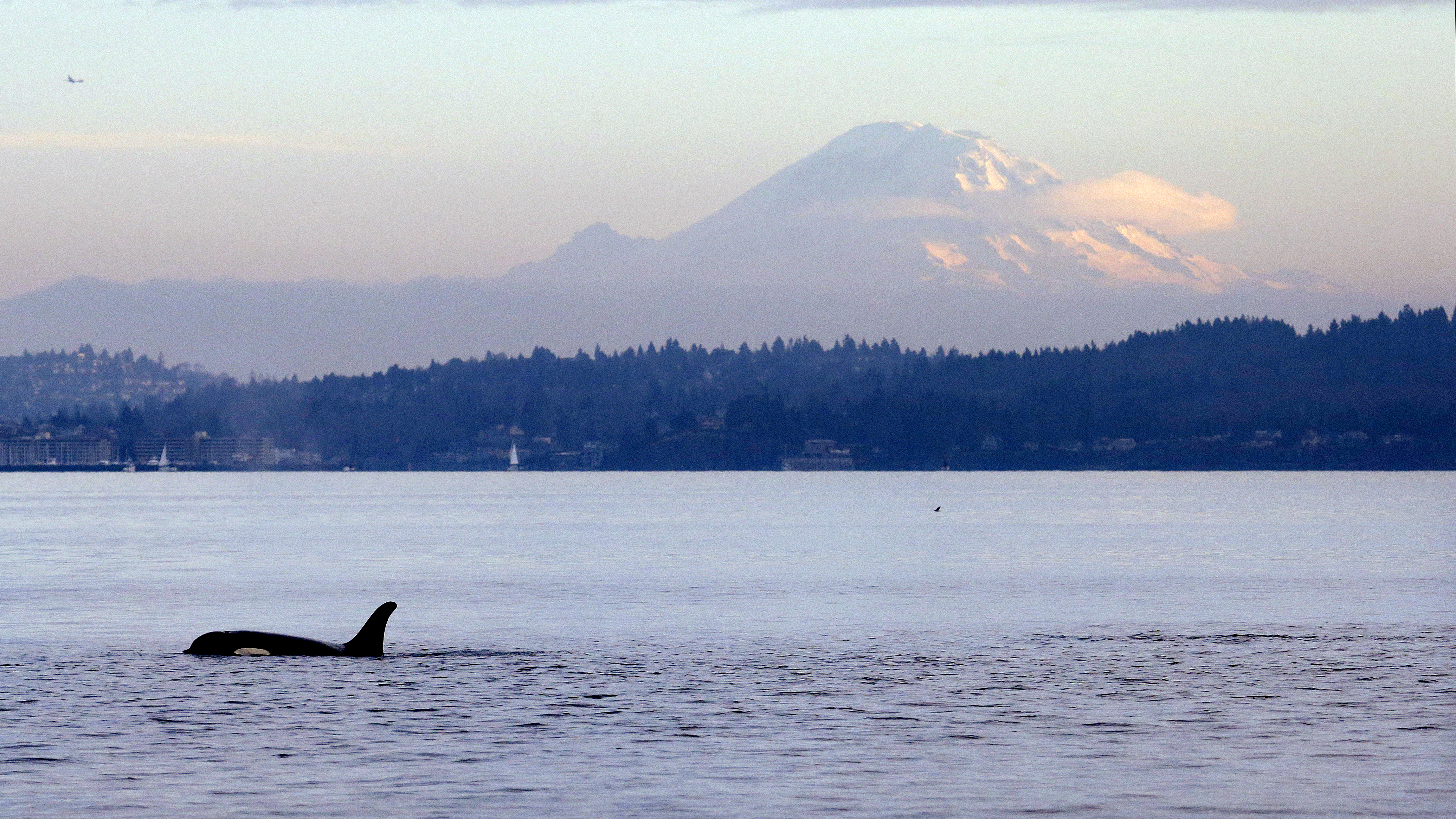 A southern resident orca whale swims in Puget Sound in view of Mount Rainier in 2014. CREDIT: Elaine Thompson/AP