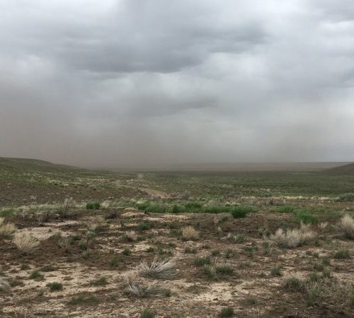 Ash blows off of rangeland that burned in the Martin Fire of 2018 — the largest in Nevada state history. CREDIT: ASHLEY AHEARN/NPR