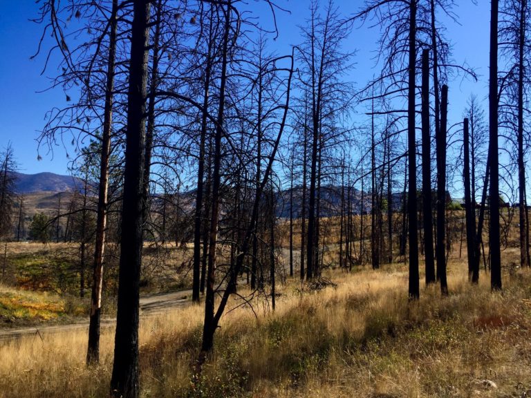 wide photo showing burned trees