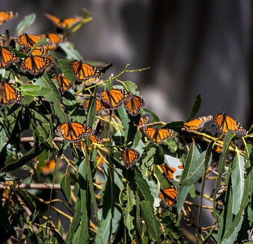 Thousands of monarch butterflies gather in the eucalyptus trees at the Pismo State Beach Monarch Butterfly Grove. CREDIT: GEORGE ROSE/GETTY IMAGES