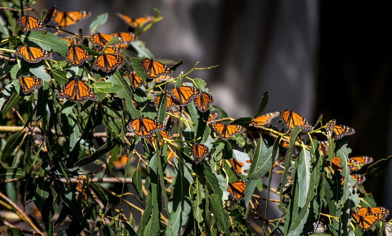 Thousands of monarch butterflies gather in the eucalyptus trees at the Pismo State Beach Monarch Butterfly Grove. CREDIT: GEORGE ROSE/GETTY IMAGES