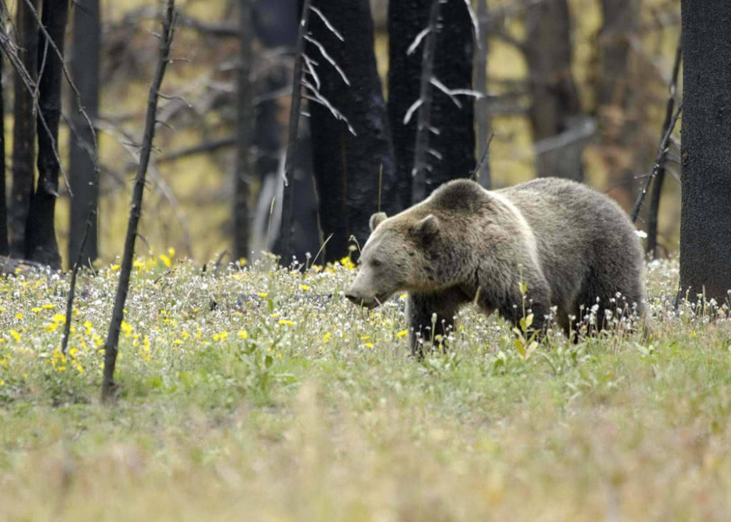 Grizzly bear in Yellowstone National Park. (Credit: U.S. Fish and Wildlife Service)