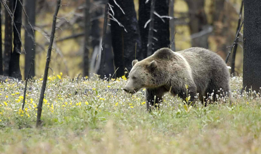Grizzly bear in Yellowstone National Park. . CREDIT: U.S. FISH AND WILDLIFE SERVICE