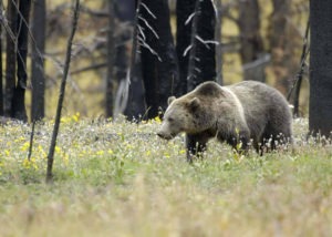 Grizzly bear in Yellowstone National Park. . CREDIT: U.S. FISH AND WILDLIFE SERVICE