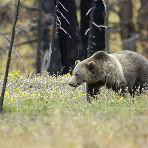 Grizzly bear in Yellowstone National Park. (Credit: U.S. Fish and Wildlife Service)