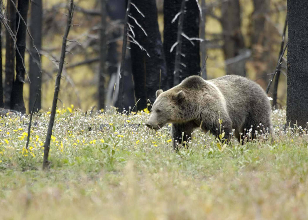 American Black Bear (U.S. National Park Service)