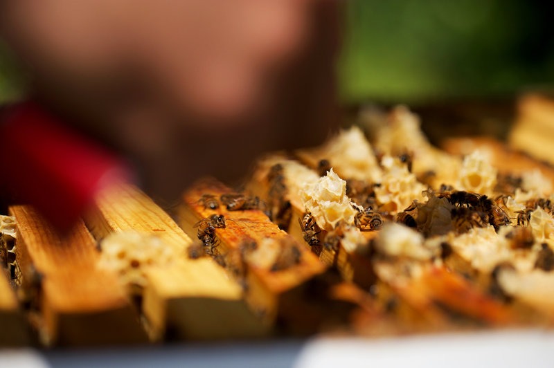 Honey bees crawl through a modern-day hive. This past winter saw the most dramatic losses of managed honey bee colonies in 13 years, according to researchers. CREDIT: OLIVIA FALCIGNO/NPR