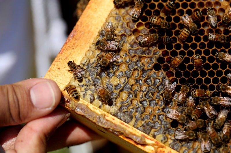 Bees crawl over larvae on a hive frame. The larvae are especially vulnerable to pests like Varroa mites. CREDIT: OLIVIA FALCIGNO/NPR