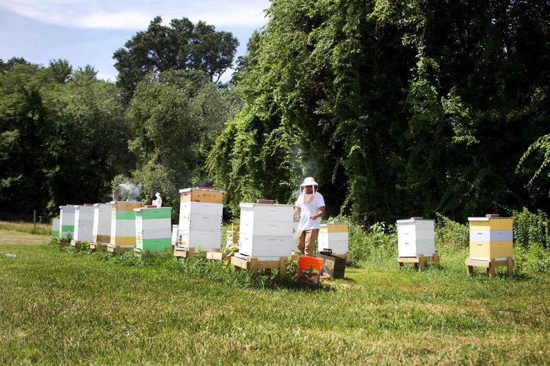 Honey bee hives stand on a field at the Central Maryland Research and Education Center in Beltsville, Maryland. CREDIT: OLIVIA FALCIGNO/NPR