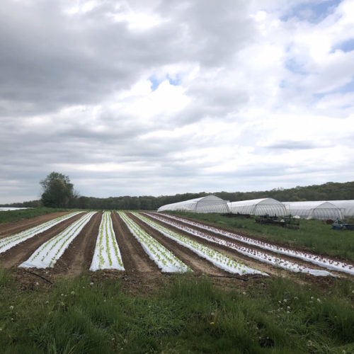 Lettuce sprouts amid rows of plastic covering the ground at One Straw Farm, an organic operation north of Baltimore. Although conventional farmers also use plastic mulch, organic produce farms like One Straw rely on the material even more because they must avoid chemical weed killers, which are banned in organic farming. CREDIT: LISA ELAINE HELD/NPR