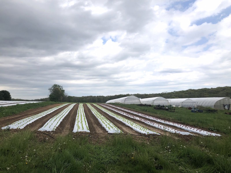 Lettuce sprouts amid rows of plastic covering the ground at One Straw Farm, an organic operation north of Baltimore. Although conventional farmers also use plastic mulch, organic produce farms like One Straw rely on the material even more because they must avoid chemical weed killers, which are banned in organic farming. CREDIT: LISA ELAINE HELD/NPR