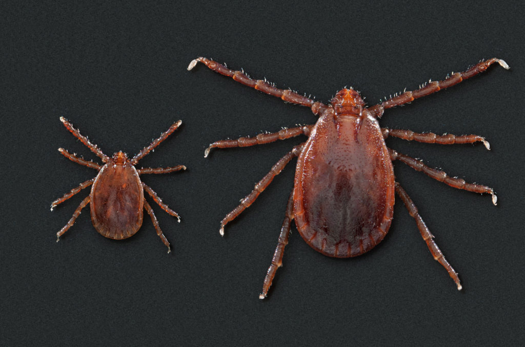 This photo depicts two Haemaphysalis longicornis ticks, commonly known as the longhorned tick. It has been linked to the spread of a hemorrhagic fever in China. The smaller of the two ticks on the left is a nymph. The larger tick is an adult female. Science Source