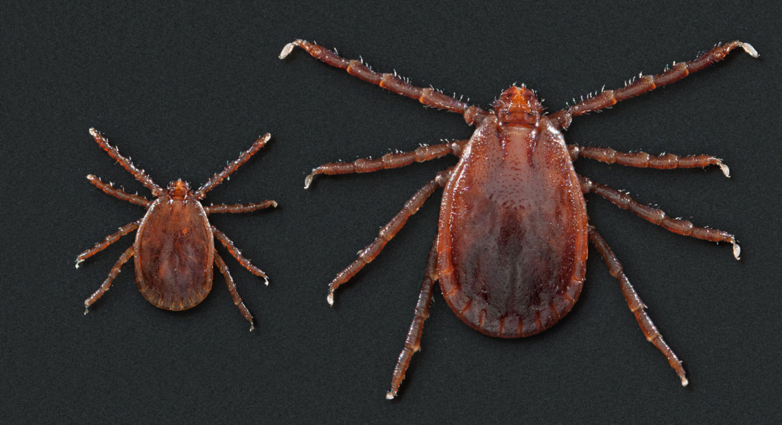 This photo depicts two Haemaphysalis longicornis ticks, commonly known as the longhorned tick. It has been linked to the spread of a hemorrhagic fever in China. The smaller of the two ticks on the left is a nymph. The larger tick is an adult female. Science Source