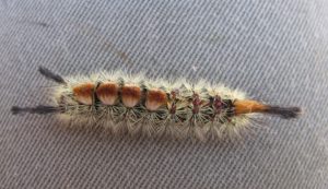 A tussock moth caterpillar. CREDIT: Connie Mehmel