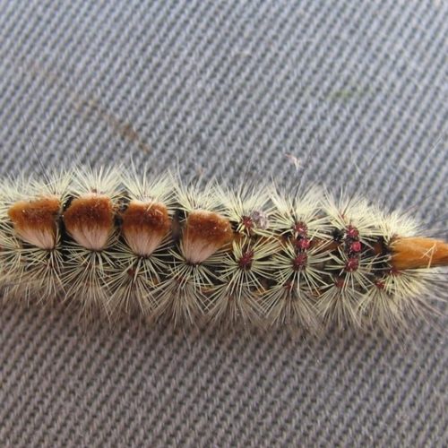 A tussock moth caterpillar. CREDIT: Connie Mehmel