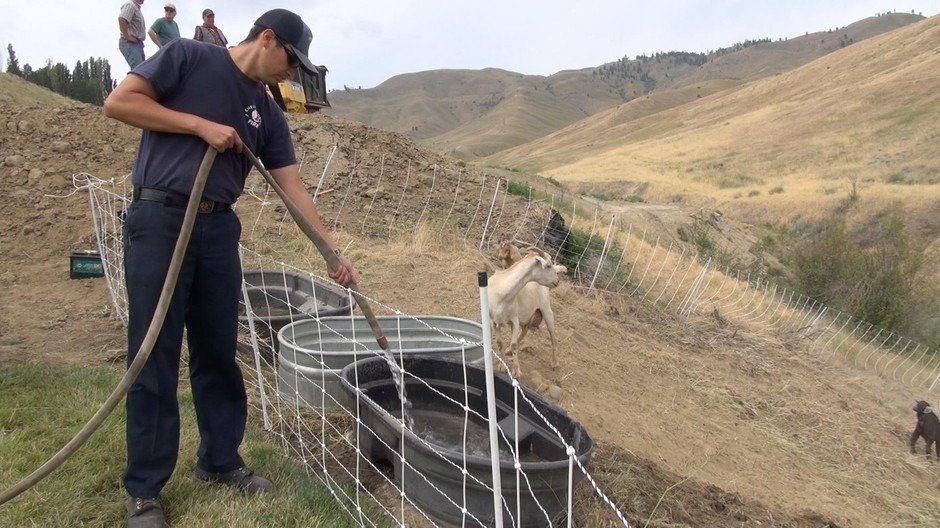 Chelan County Fire District 1 firefighters brought water to the goats in Wenatchee's Broadview neighborhood with their engines in this July 2019 grazing. CREDIT Courtney Flatt/NWPB