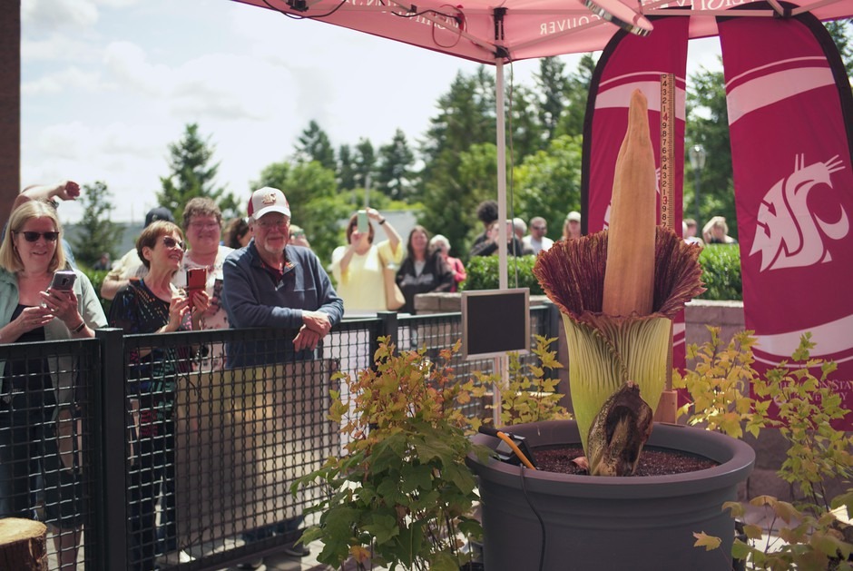 People take a look at the stinky corpse flower Titan VanCoug on the Washington State University campus in Vancouver, Wash., Tuesday, July 16, 2019. CREDIT: Cheyenne Thorpe/OPB