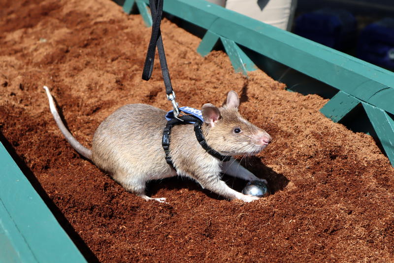 An African giant pouched rat named Mona Lisa sniffed out her target at the Pt. Defiance Zoo in Tacoma. Thankfully, it was filled with nutmeg instead of TNT.