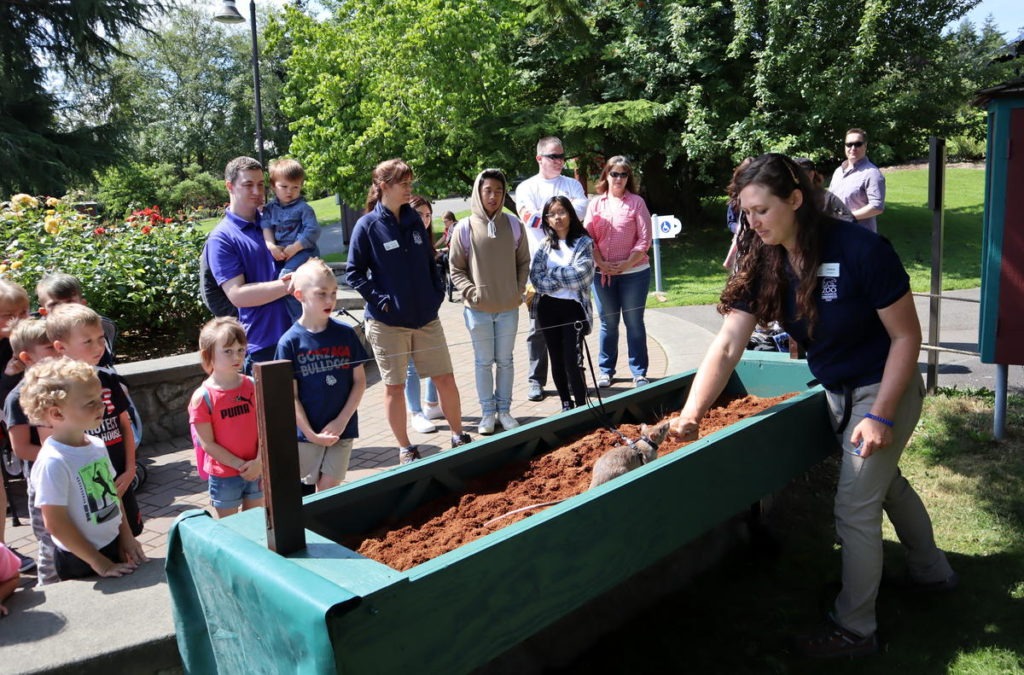 An impromptu landmine detection demo with a giant rat quickly drew a crowd on Friday, July 19, 2019. CREDIT: TOM BANSE/N3