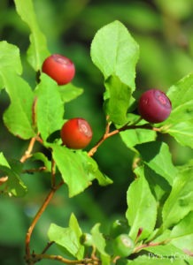 huckleberry bush with huckleberries