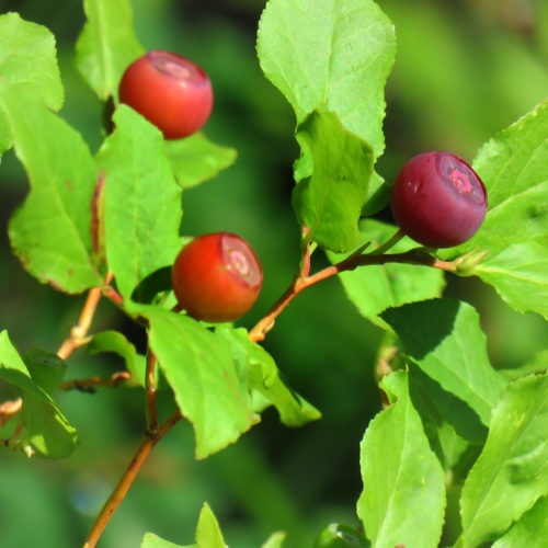 huckleberry bush with huckleberries