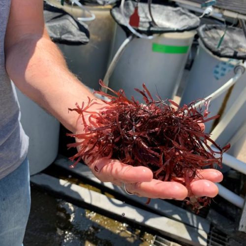 Dulse is the common name for a seaweed that has hints of bacon taste when cooked. CREDIT: TOM BANSE/N3