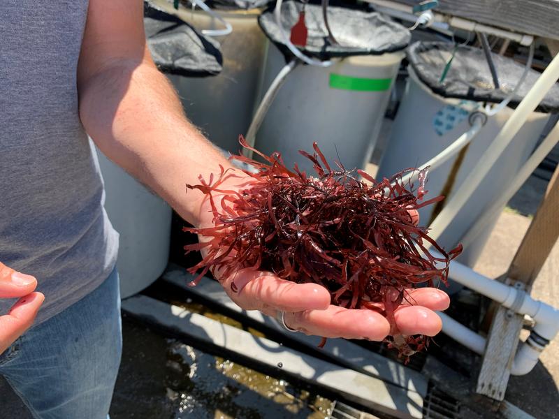 Dulse is the common name for a seaweed that has hints of bacon taste when cooked. CREDIT: TOM BANSE/N3