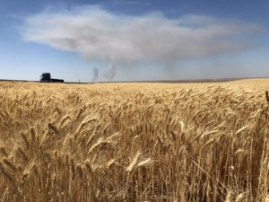 Smoke seen from a small fire burning in brush and wheat near Washtucna, Washington on Thursday, July 25, 2019. CREDIT: ANNA KING/N3