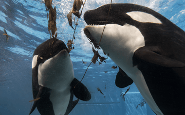 SeaWorld parks said it has no interest in turning over its captive orcas to the Whale Sanctuary Project. MIKE AGUILERA / SEAWORLD SAN DIEGO