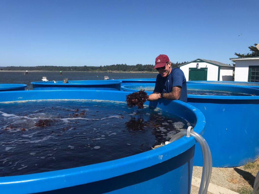 Seaweed farmer Jeff Holiman checks the Oregon Dulse tanks at the Port of Bandon Wednesday, July 24, 2019. CREDIT: CHUCK TOOMBS / OREGON DULSE