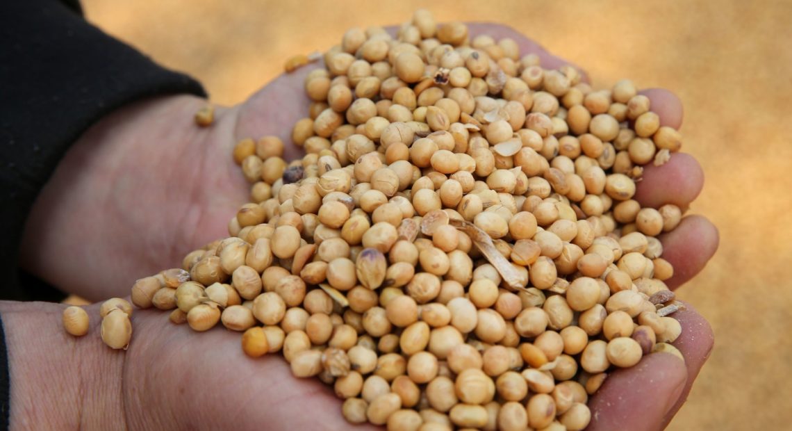 A worker at the port in Nantong, in China's eastern Jiangsu province, displays soybeans imported from Ukraine. Imports of soybeans from the U.S., once China's biggest supplier, have dropped massively since a trade war between the US and China began in 2018. STR/AFP/Getty Images