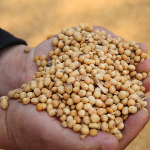 A worker at the port in Nantong, in China's eastern Jiangsu province, displays soybeans imported from Ukraine. Imports of soybeans from the U.S., once China's biggest supplier, have dropped massively since a trade war between the US and China began in 2018. STR/AFP/Getty Images