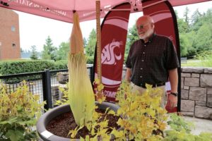 Washington State University Vancouver associate professor of molecular biosciences Steve Sylvester planted the corpse flower seed 18 years ago at the Salmon Creek, Wash., campus. CREDIT: MOLLY SOLOMON/OPB