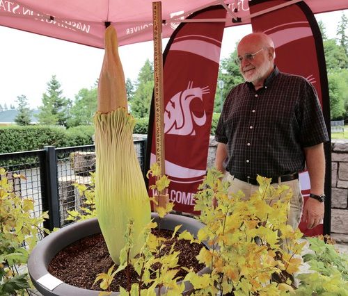 Washington State University Vancouver associate professor of molecular biosciences Steve Sylvester planted the corpse flower seed 18 years ago at the Salmon Creek, Wash., campus. CREDIT: MOLLY SOLOMON/OPB