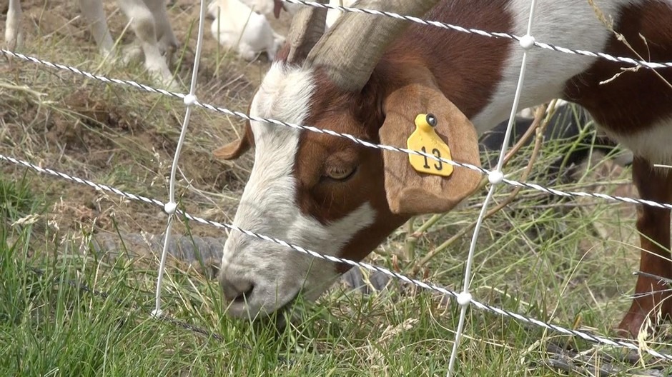 Billy Porter's goats set to work eating up to 17 hours a day, he says. CREDIT: Courtney Flatt/NWPB