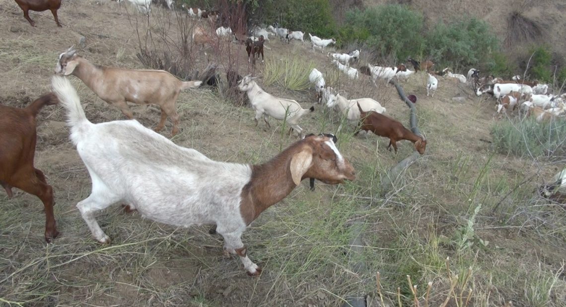 These goats from a herding operation based in Ephrata were in Wenatchee in July to clean out fire fuels near Broadview neighborhood that burned in the 2015 Sleepy Hollow fire. CREDIT: COURTNEY FLATT/NWPB