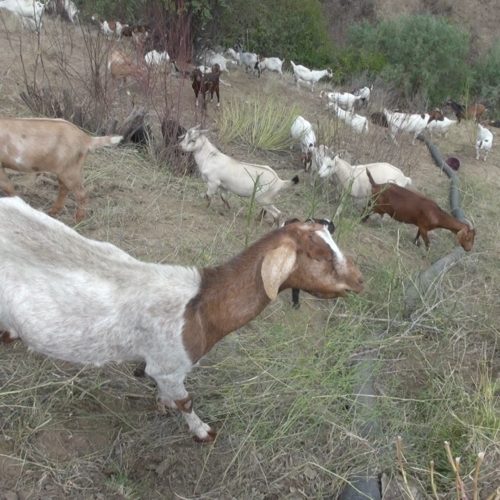 These goats from a herding operation based in Ephrata were in Wenatchee in July to clean out fire fuels near Broadview neighborhood that burned in the 2015 Sleepy Hollow fire. CREDIT: COURTNEY FLATT/NWPB