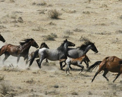 This July 25, 2007 file photo, shows wild horses being herded by the Bureau of Land Management in a field, at the Black Mountain and Hardtrigger Herd Management Areas in the Owyhee Mountains southeast of Marsing, Idaho. CREDIT: Darin Oswald/Idaho Statesman via AP